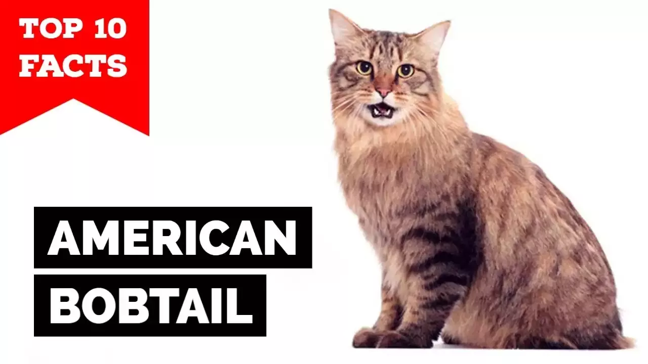 Die ungewöhnliche amerikanische Bobtail-Katze