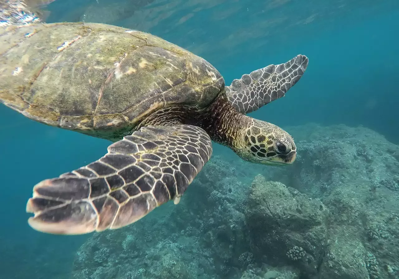 Alles, was Sie über die Haltung einer Schildkröte wissen müssen