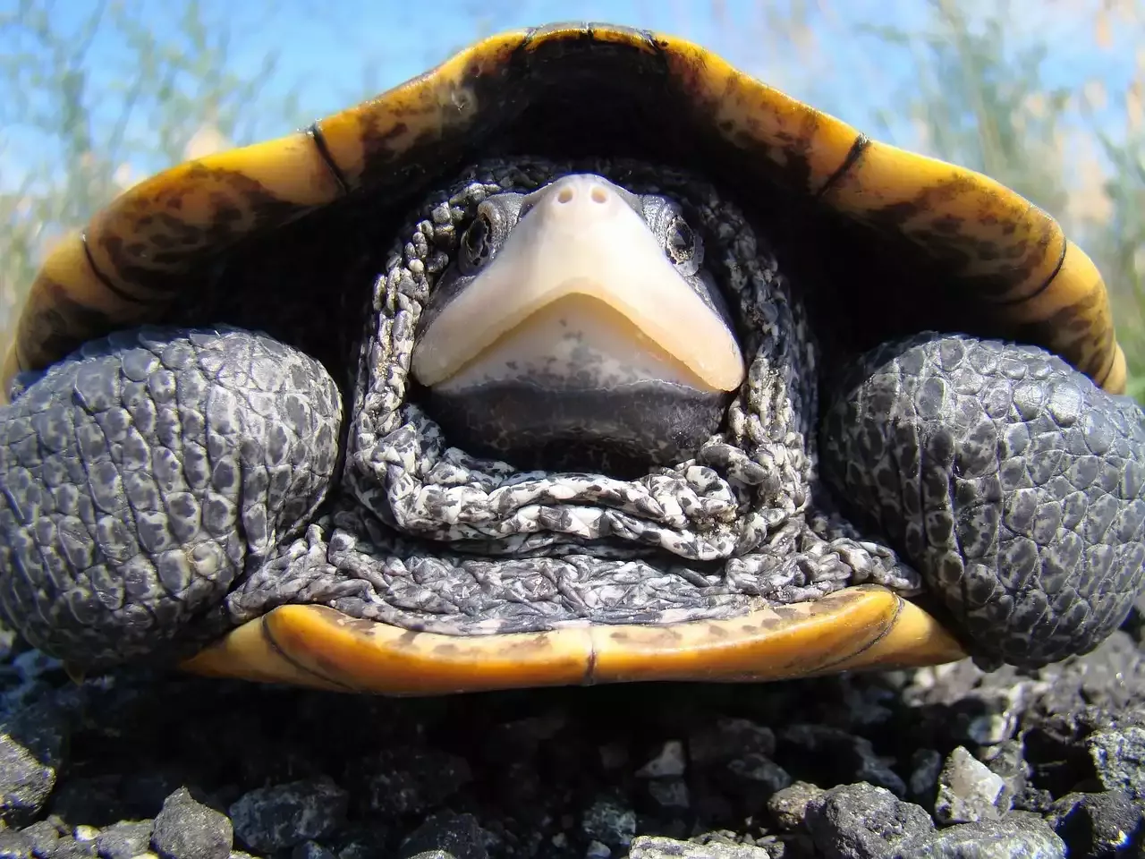 Alles, was Sie über die Pflege von Sumpfschildkröten wissen müssen