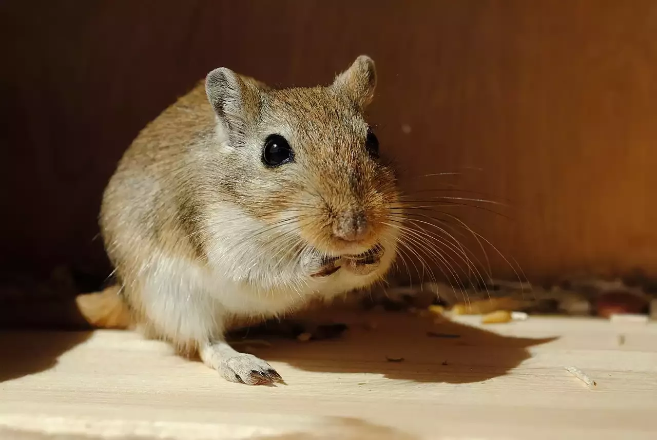 Gründe, warum Ratten die besten Haustiere sind