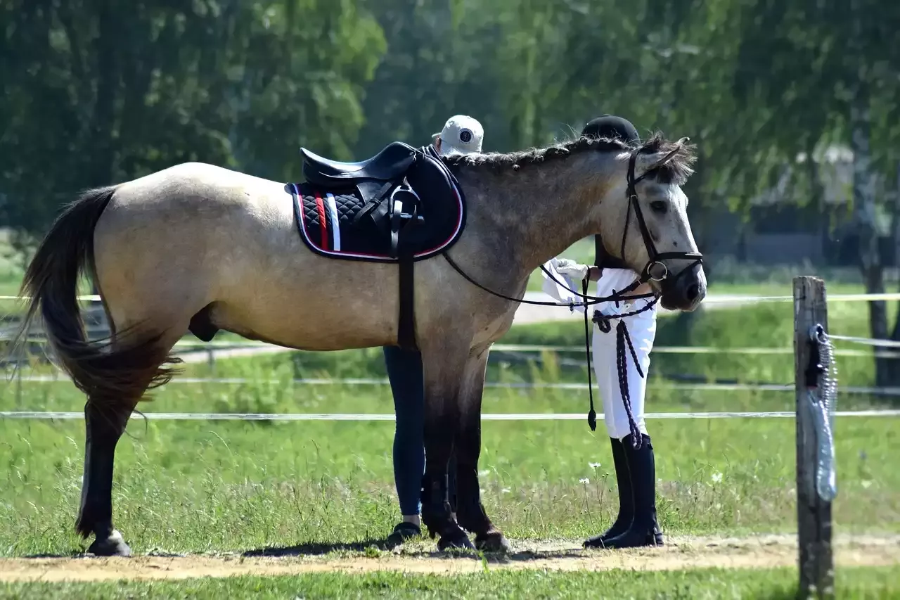 Das Kentucky Mountain Saddle Horse