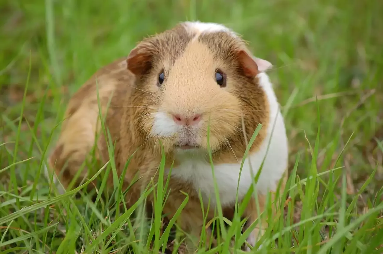 Alles, was Sie über Meerschweinchen wissen müssen