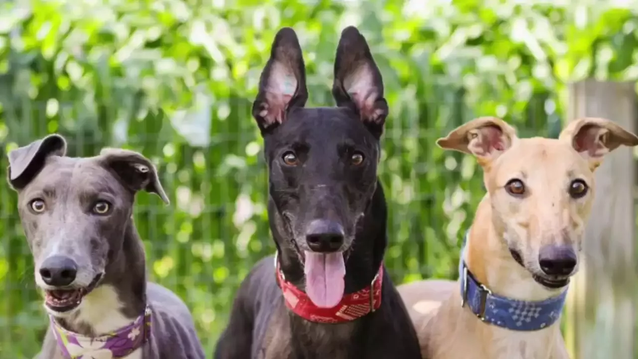 Die Mission von Greyhound Pets of America