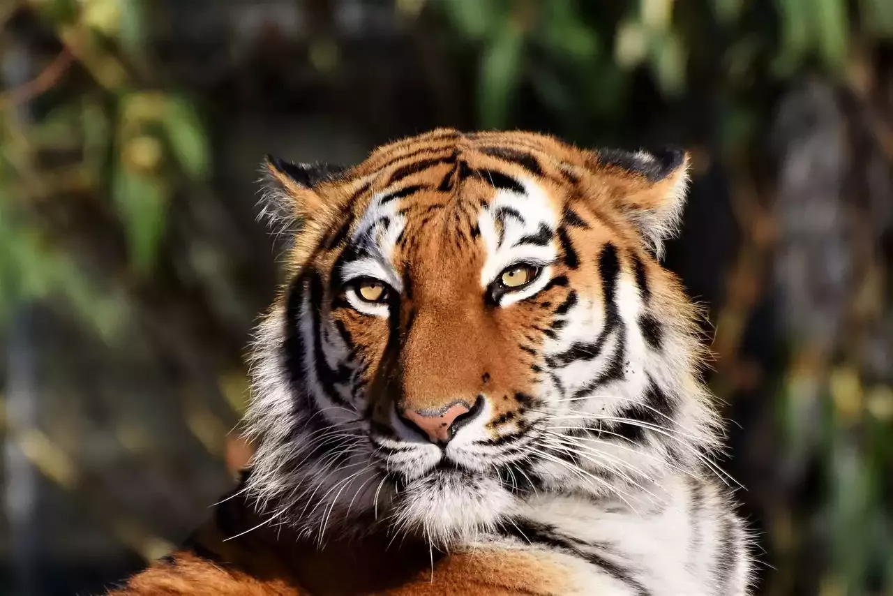Was Sie über Tiger als Haustiere wissen sollten